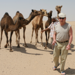 Верблюды в Хадрамауте - дружелюбны и привязчивы, если их угостить лепешкой